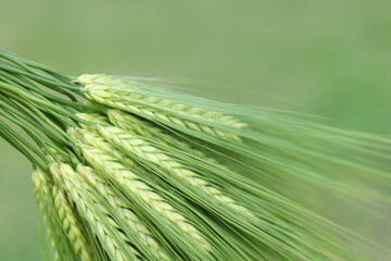 Macro view of green wheat spikes growing in a field under soft daylight.