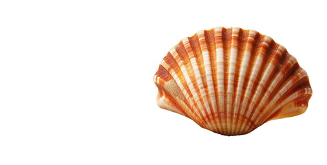 Fototapeta premium Close-up of a Beautiful Scallop Shell Isolated on Transparent Background