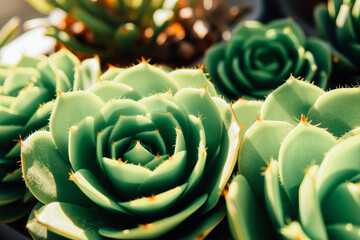 Close-up of Succulent Plants in Sunlight