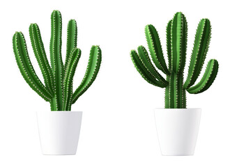 Long curved cactus plants in pots cut out isolated on white or transparent background PNG, 3d rendering