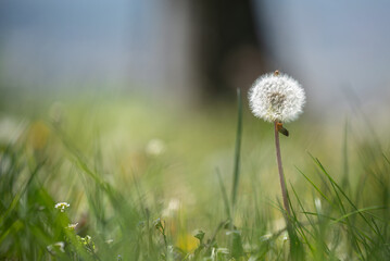 Dandelion flower in green grass  on blooming spring meadow. Nature  friendly background with green bokeh. Close-up photo with  shallow depth of field.