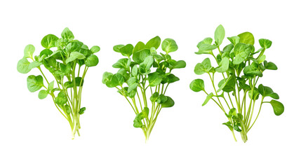 Fototapeta premium Three clusters of vibrant green watercress sprouts are neatly arranged and isolated on a clean transparent background for food design.
