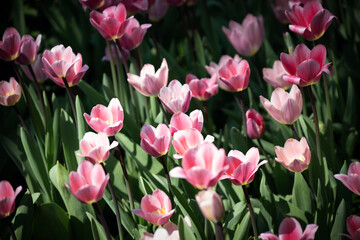Colorful pink tulip flowering in spring, Belgium