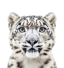 Obraz premium Snow leopard portrait wildlife nature's beauty. Isolated on transparent background, png.