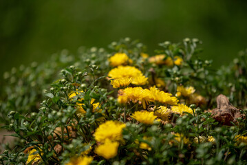 A large shrub with yellow chrysanthemum flowers and a green blurred background