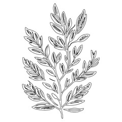 Elegant botanical illustration, minimalistic foliage sketch isolated on white background