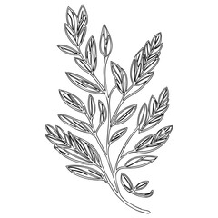 Elegant botanical line drawing of a flowering twig on a white backdrop