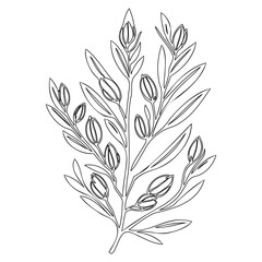 Botanical depiction: minimalistic foliage line drawing artwork on white backdrop