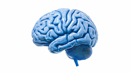 3D Rendered Light Blue Brain Illustration