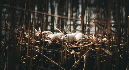 Bird Eggs in a nest