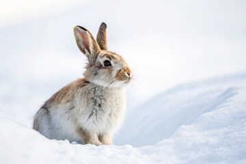 Obraz premium Cute fluffy rabbit, snowy landscape, winter wonderland, soft lighting, detailed fur texture, alert ears, whimsical expression, natural habitat, wildlife photography, high contrast, crisp details