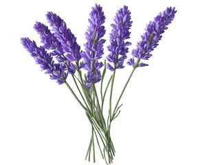 Obraz premium Elegant Arrangement, Illustration of Delicate Lavender Stems Showcasing Their Natural Beauty and Aromatic Appeal in a Minimalist Style for Relaxation