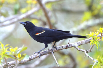 Red winged blackbird perched on lichen covered branch against blurry background. 