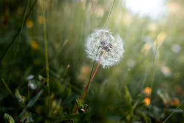 Dandelion flower in green grass  on blooming spring meadow. Nature  friendly background with green bokeh. Close-up photo with  shallow depth of field.