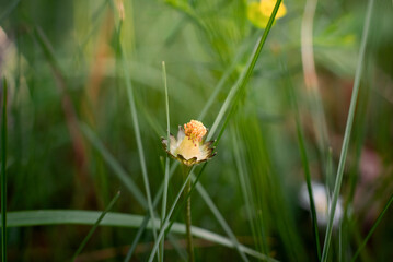 Close up photo of the  lonely yellow flower deep in green grass