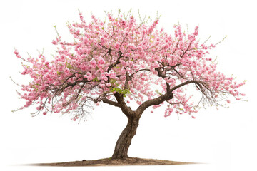 Obraz premium Vibrant Peach Tree isolated on white background. A colorful and vibrant peach tree isolated on a white background, perfect for agriculture or food-themed designs