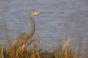 Great blue heron in the golden hour sunlight in a saltwater marsh. 