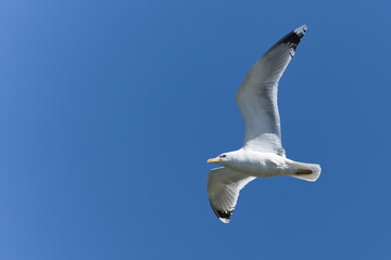Larus cachinnans aka Caspian Gull is flying above the pond. White bird Isolated on blue sky background. Nature of Czech republic.