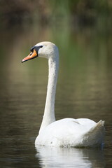 Waterfowl Cygnus olor aka The mute swan on the surface of the pond.
