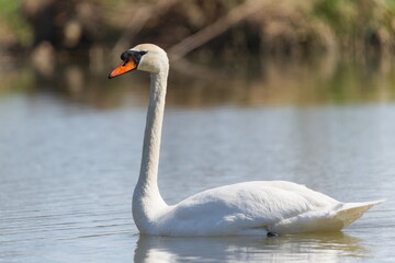 Waterfowl Cygnus olor aka The mute swan on the surface of the pond.