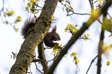 Squirrel climbing in flowering tree branch
