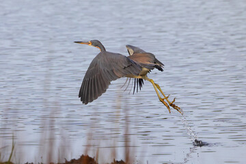 Great blue heron in the golden hour sunlight in a saltwater marsh. 