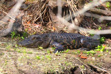 American alligator resting hiding in habitat. 