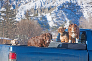 Waiting in the bavk of a pick up truck.