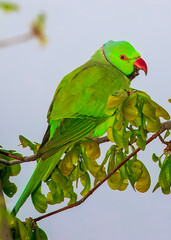 Green parrot on a branch.