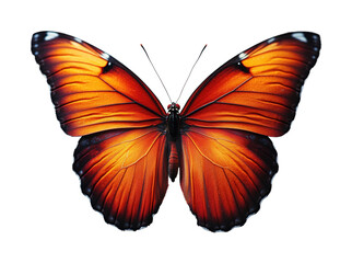 Fototapeta premium Fluttering butterfly in nature's embrace colorful insect vibrant and serene environment. Isolated on transparent background, png.