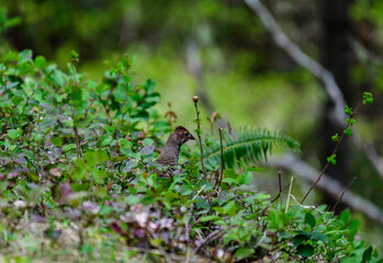 Bonasa sp., bird head peeking out from green vegetation in forest against fern leaf background, USA