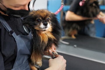 Groomer cuts the nails of a small pomeranian in an animal barbershop.