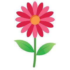 African daisy flower vector isolated on white background