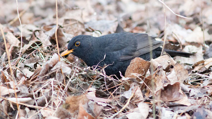 black winged blackbird