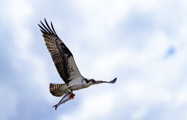 A large bird of prey flies against the backdrop of clouds with fish in its paws in Utah, USA