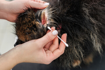 Groomer cleans the dog's ear with a white cotton swab of the little Pomeranian breed.