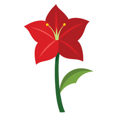 Amaryllis flower vector isolated on white background