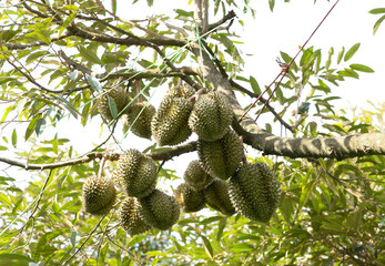 Monthong durian on tree in agriculture farm