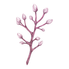 Watercolor twig with buds. Closed pink flowers carambola fruit. Botanical branch exotic star apple, cherry, almond, plum, sakura. Hand drawn illustration isolated on white background.