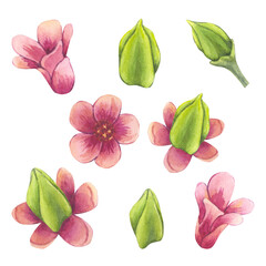 Pink flowers carambola fruit set. Blooming Starfruit Bilimbi. Watercolor botanical exotic star apple petals. Hand drawn illustration isolated on white background. For menu, logo, package design.