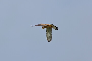 Common kestrel during hunting. Falco tinnunculus