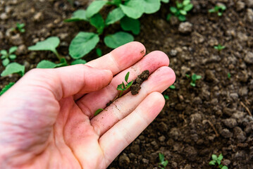 Loosening the soil and removing weeds around young radish sprouts.