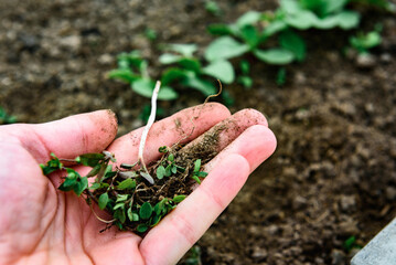 Loosening the soil and removing weeds around young radish sprouts.