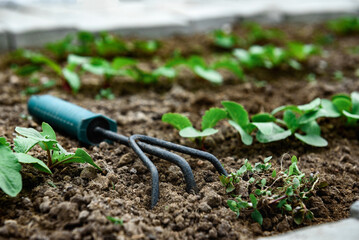Loosening the soil and removing weeds around young radish sprouts.