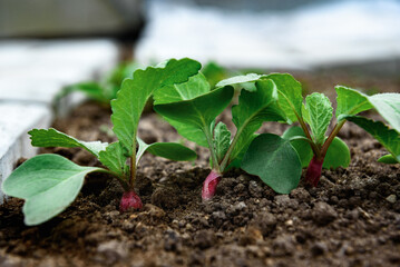 Young radish sprouts growing in the soil of greenhouse.