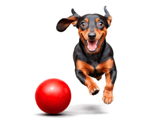 Energetic Dachshund Illustration, A Happy Dog's Playful Chase with a Bright Red Ball, Capturing Joy and Movement in a Whimsical Scene for Animal Lovers