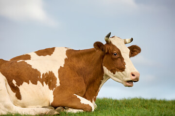Cow lounging on green grass, showing a brown and white coat with small horns, against a blue sky with clouds. Relaxed rural scene