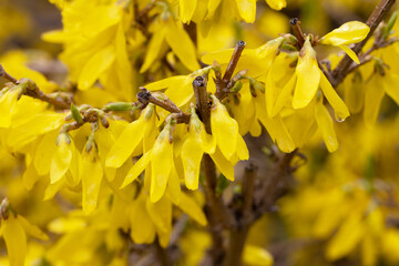Yellow Flowers with Water Droplets After Rain – Close-Up Nature Background