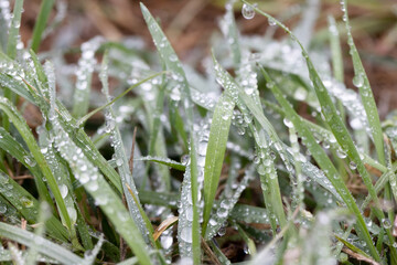 Green Grass with Dew Drops – Macro Nature Background