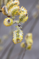 Macro Close-Up of Blooming Willow Flowers in Spring